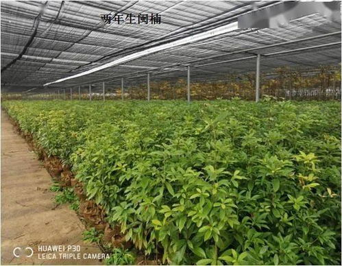 福建省林业局强化省级保障性苗圃建设 助力林木育苗高质量发展