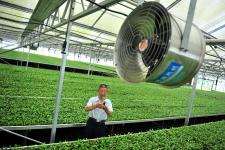 湖北宜昌 茶树工厂化育苗领跑现代农业发展