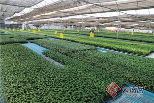 科技育苗助力致富 云南热区所科技成果转化惠及广大农户