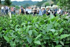 科技赋能 茶香更醇 宜昌工厂化育苗引领茶树良种化新篇章