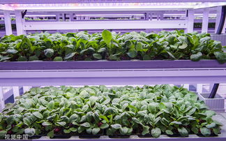 走进植物工厂 探访现代工厂化智慧育苗基地