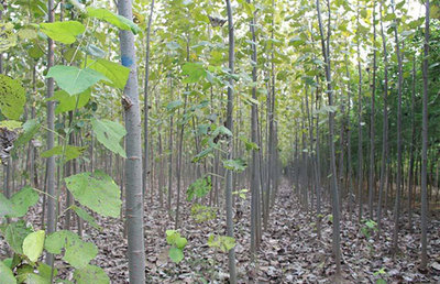 深耕地方特色，推动品牌树种产业化与林木育苗高质量发展