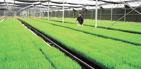 告别“面朝黄土背朝天” 北海市在全区首推工厂化育秧成效显著