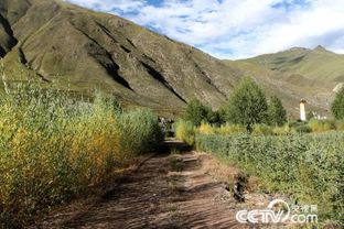 为了高原那抹绿色 他们像养娃娃一样种树