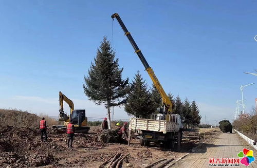 优选树木苗圃育苗 绿美延吉林木育苗——园建公司在行动