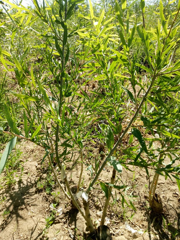 张掖市林木种苗管理站密胡杨嫁接育苗试验初见成效